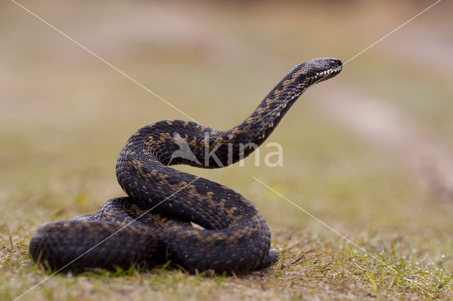 Common Viper (Vipera berus)