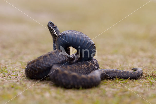 Adder (Vipera berus)