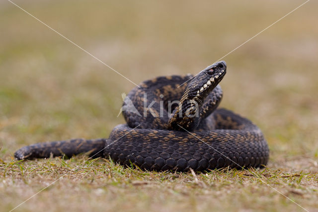 Common Viper (Vipera berus)