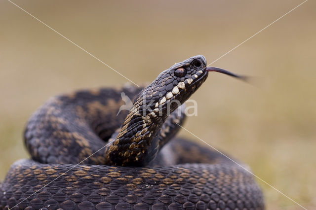 Common Viper (Vipera berus)