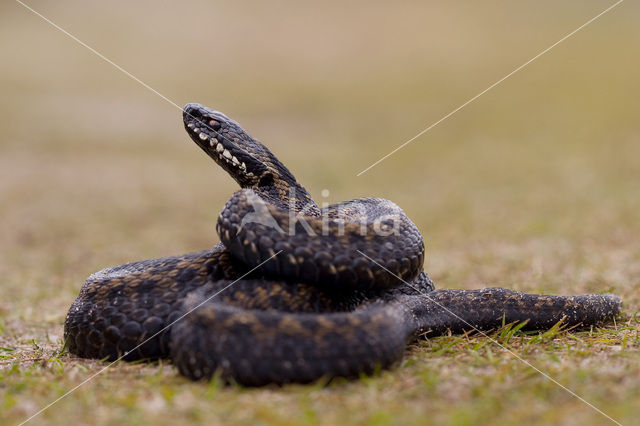 Adder (Vipera berus)