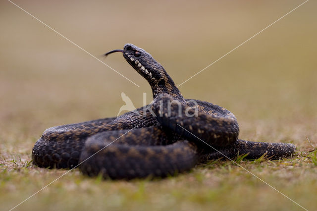 Common Viper (Vipera berus)