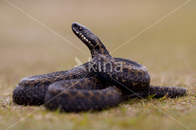 Adder (Vipera berus)