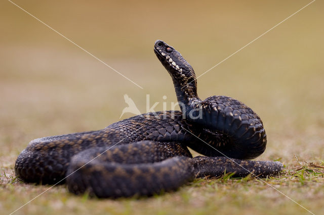 Adder (Vipera berus)