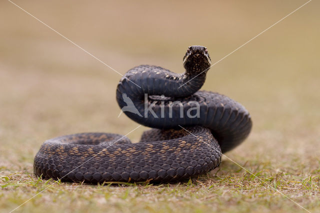 Common Viper (Vipera berus)