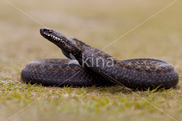 Adder (Vipera berus)