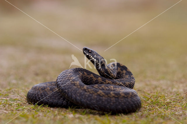 Common Viper (Vipera berus)