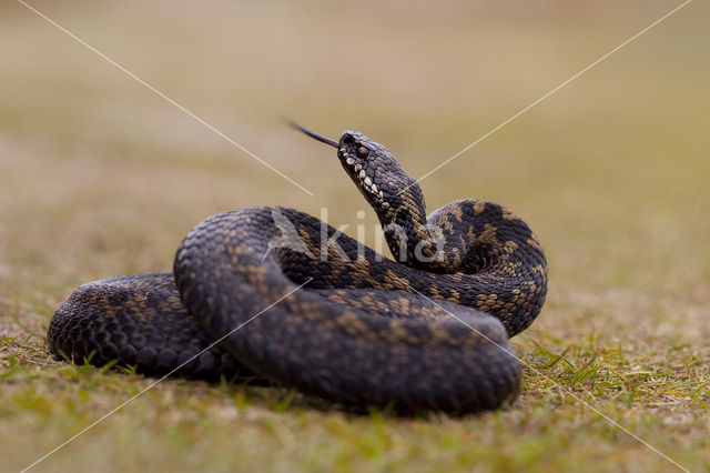 Common Viper (Vipera berus)