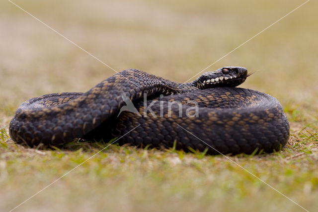 Common Viper (Vipera berus)