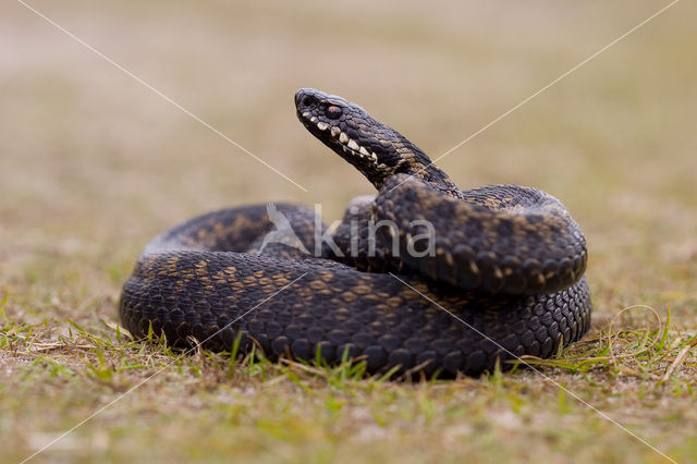 Common Viper (Vipera berus)