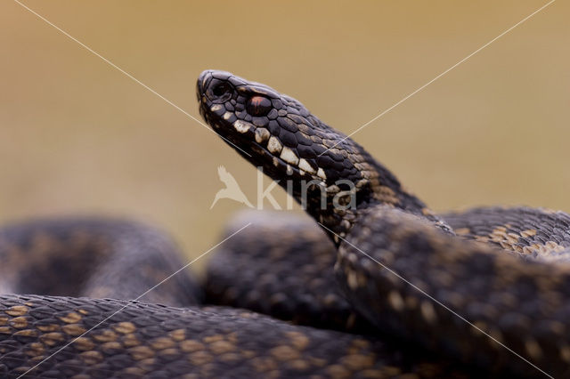 Adder (Vipera berus)