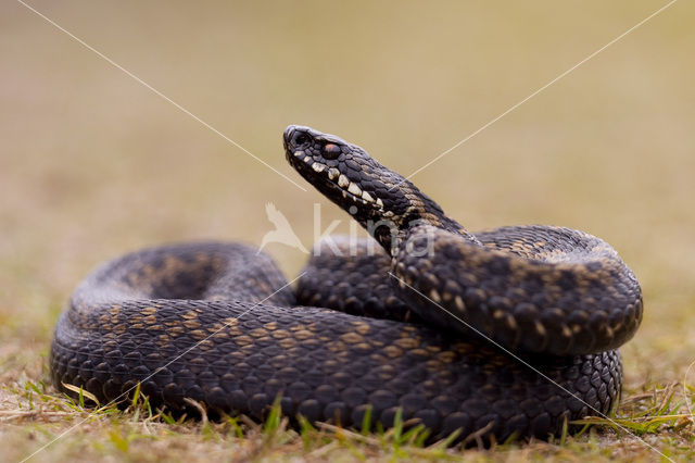 Common Viper (Vipera berus)