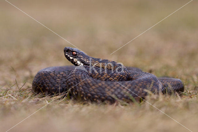 Common Viper (Vipera berus)