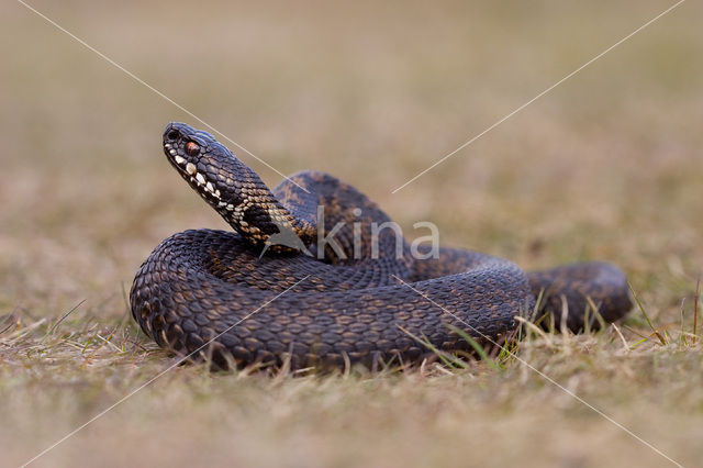 Common Viper (Vipera berus)