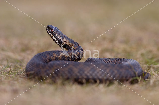 Common Viper (Vipera berus)