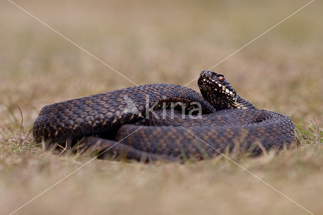 Common Viper (Vipera berus)