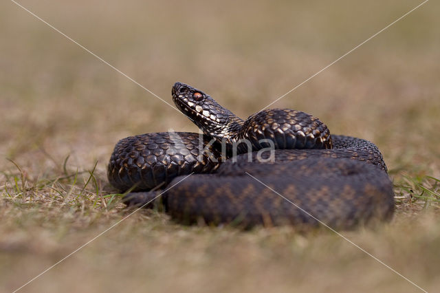 Common Viper (Vipera berus)