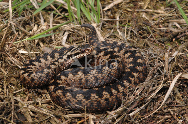 Adder (Vipera berus)