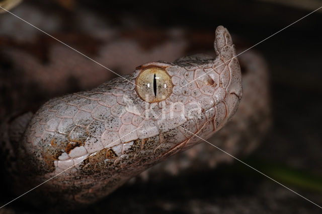 long-nosed viper (Vipera ammodytes)