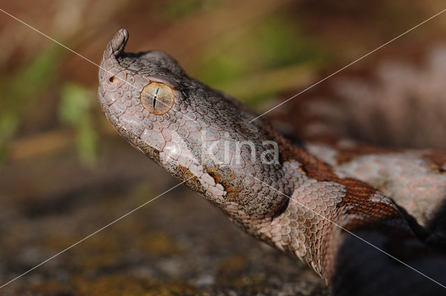 long-nosed viper (Vipera ammodytes)