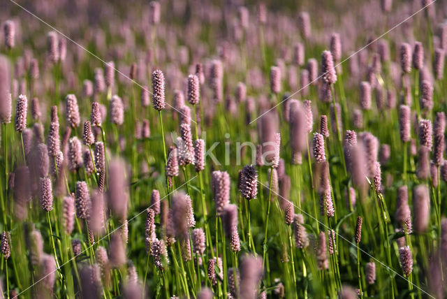 Adderwortel (Persicaria bistorta)