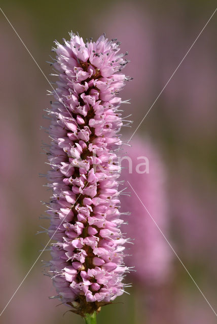 Common Bistort (Persicaria bistorta)