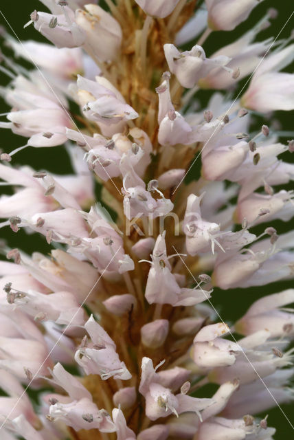 Adderwortel (Persicaria bistorta)