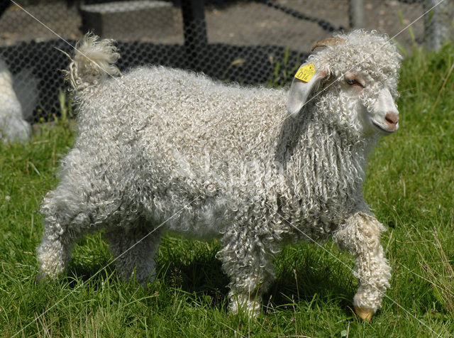 Angora Goat