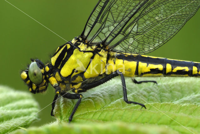 Beekrombout (Gomphus vulgatissimus)