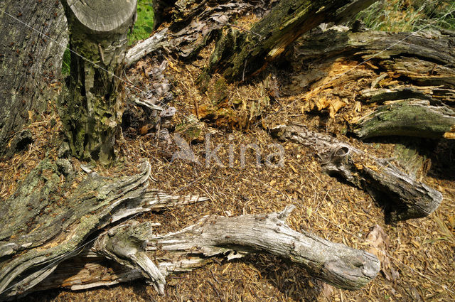 Behaarde rode bosmier (Formica rufa)