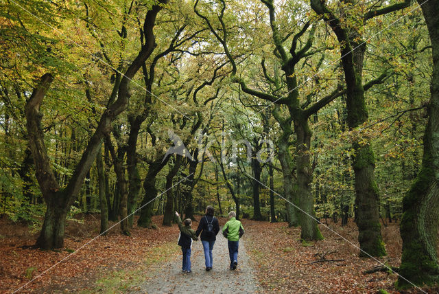 Beuk (Fagus sylvatica)