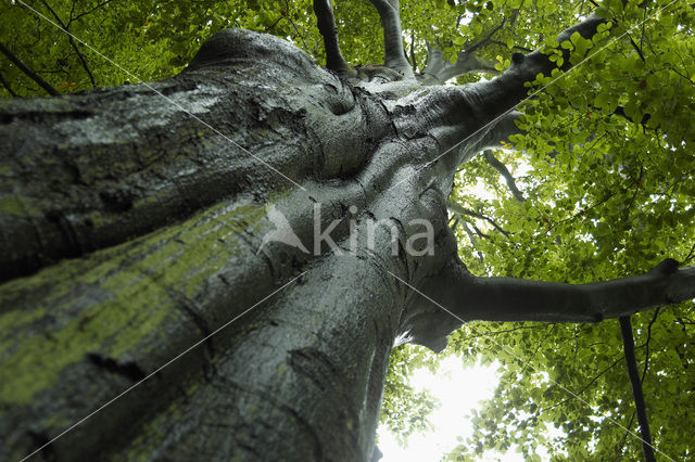 Beuk (Fagus sylvatica)