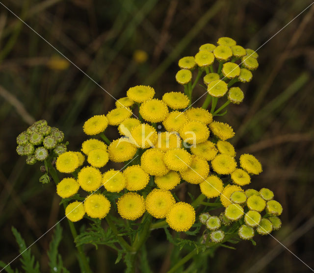 Boerenwormkruid (Tanacetum vulgare)