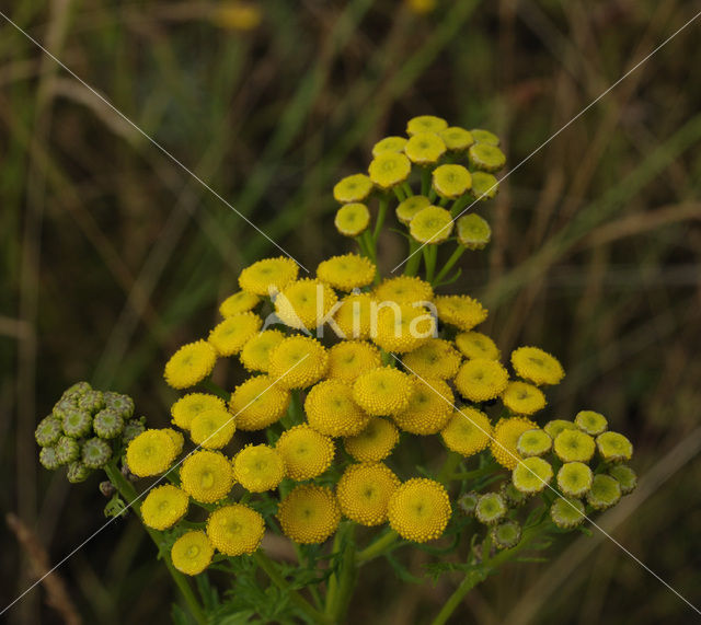 Boerenwormkruid (Tanacetum vulgare)