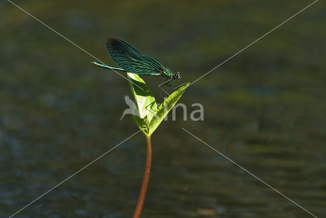 Bosbeekjuffer (Calopteryx virgo)