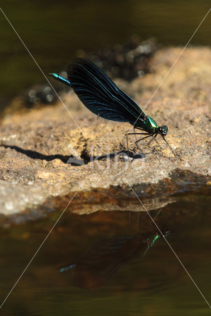 Bosbeekjuffer (Calopteryx virgo)