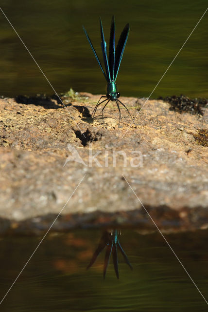 Bosbeekjuffer (Calopteryx virgo)