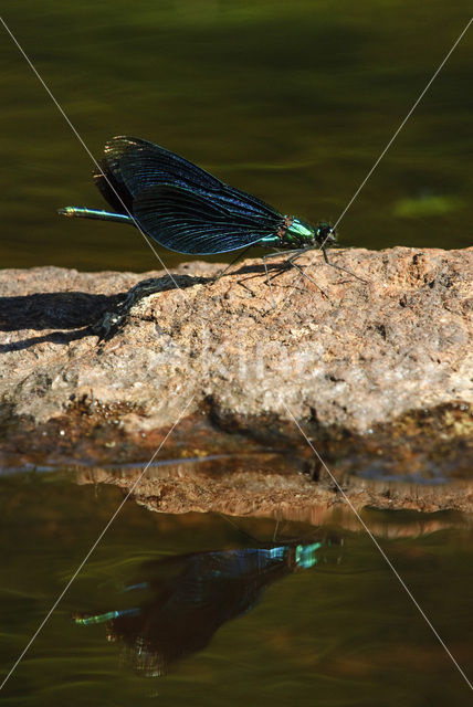 Bosbeekjuffer (Calopteryx virgo)