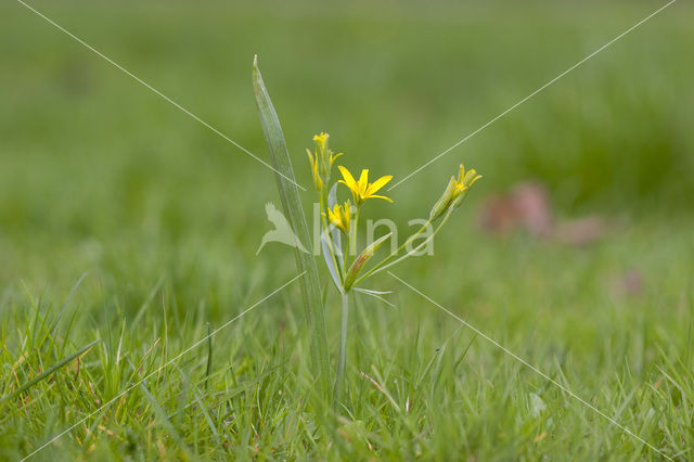 Bosgeelster (Gagea lutea)