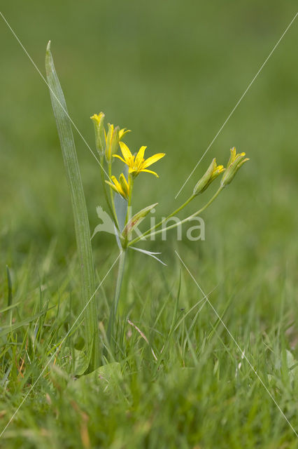 Bosgeelster (Gagea lutea)