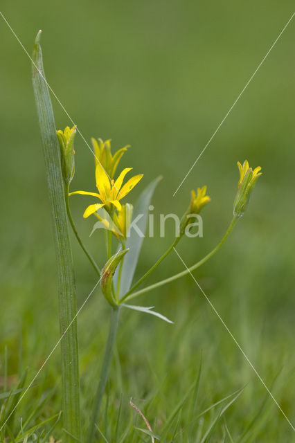 Bosgeelster (Gagea lutea)