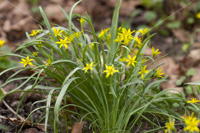 Bosgeelster (Gagea lutea)