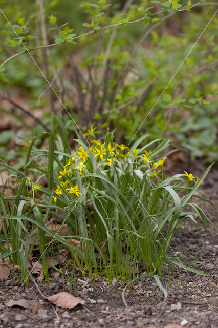 Bosgeelster (Gagea lutea)