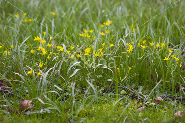 Bosgeelster (Gagea lutea)