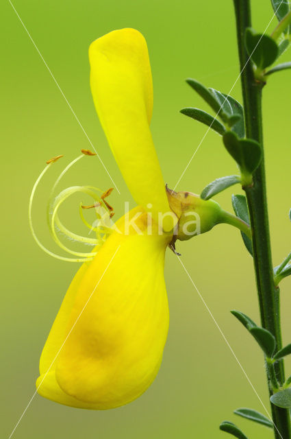 Brem (Cytisus scoparius)