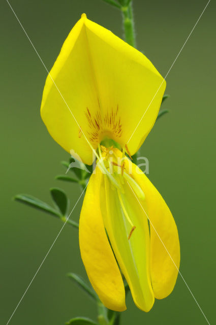 Brem (Cytisus scoparius)