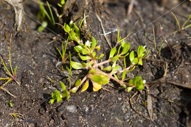 Bronkruid (Montia fontana)