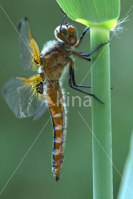 Bruine korenbout (Libellula fulva)