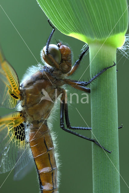 Bruine korenbout (Libellula fulva)