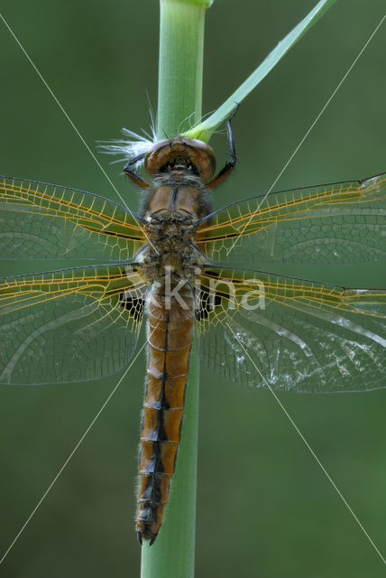 Bruine korenbout (Libellula fulva)